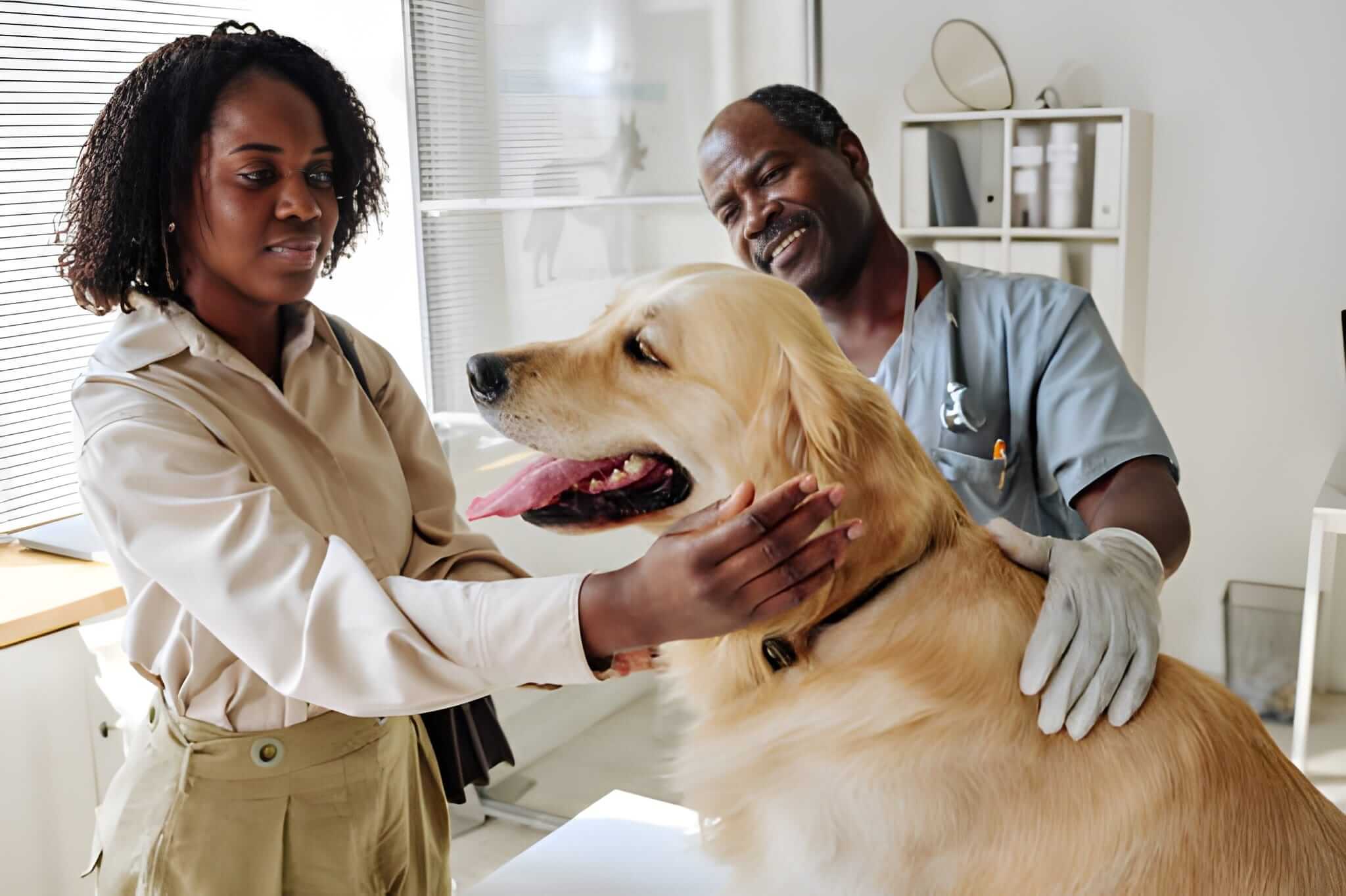Dog Dental Care by Veterinarian at Petsasa VetCare